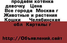 продаём котёнка девочку › Цена ­ 6 500 - Все города, Москва г. Животные и растения » Кошки   . Челябинская обл.,Карталы г.